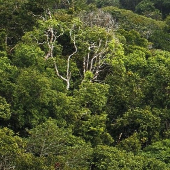 Notre partenariat avec Cœur de Forêt