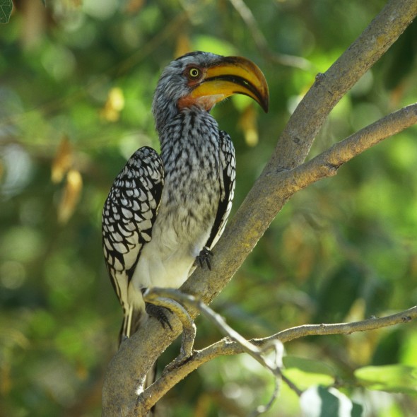 Les secrets de la réserve de Niassa
