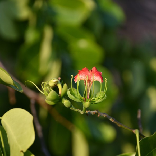 La fleur d’acajou