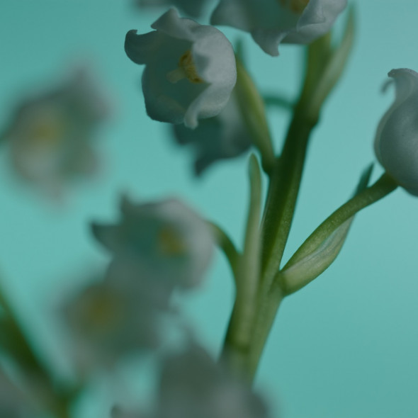 Le muguet, une fleur muette