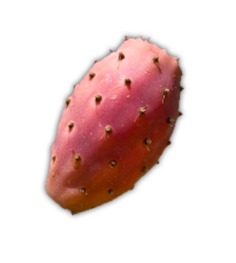 nopal ingrédient