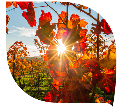 VIGNE ROUGE ET JAMBES LOURDES